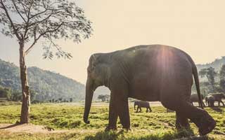 Chiang mai m